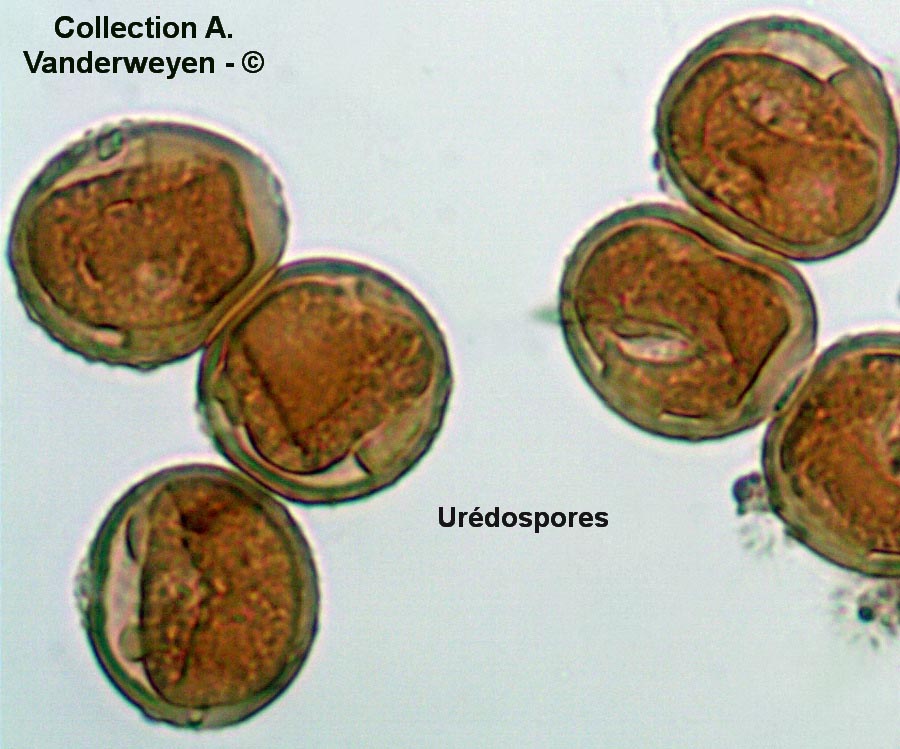 Puccinia punctiformis