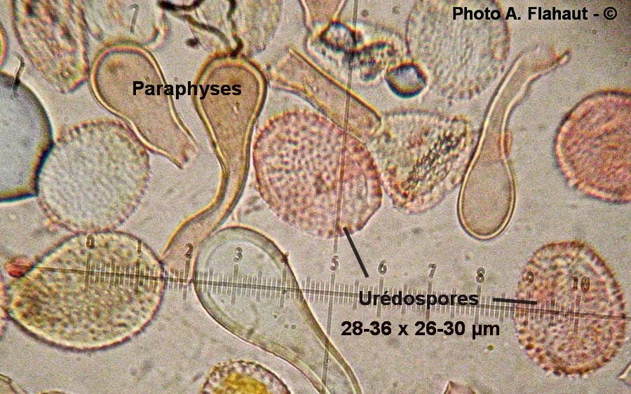 Puccinia pygmeae