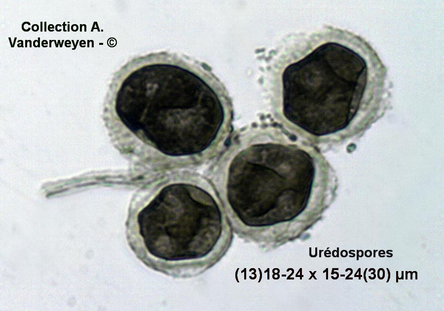 Puccinia recondita