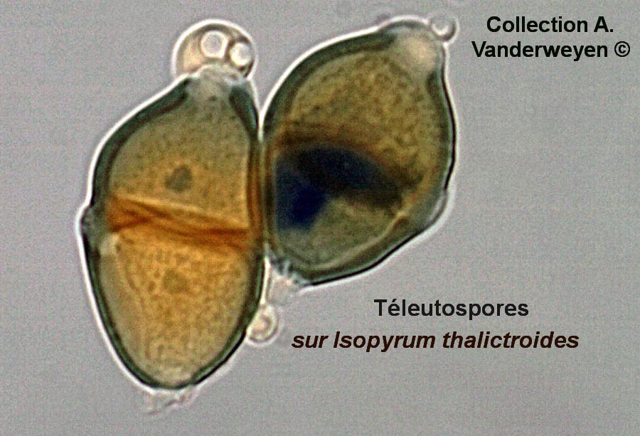 Puccinia recondita