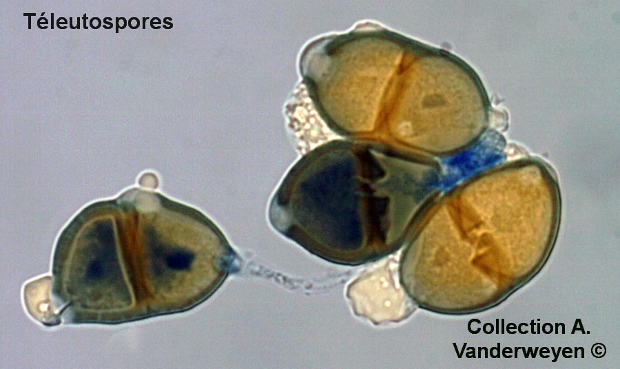 Puccinia recondita