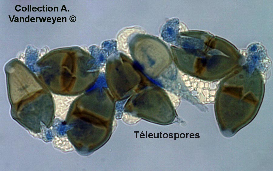 Puccinia recondita