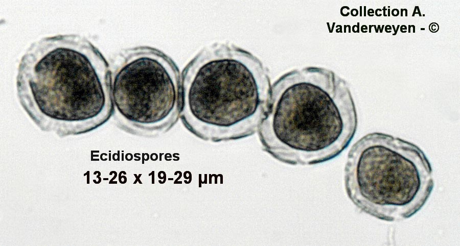 Puccinia recondita