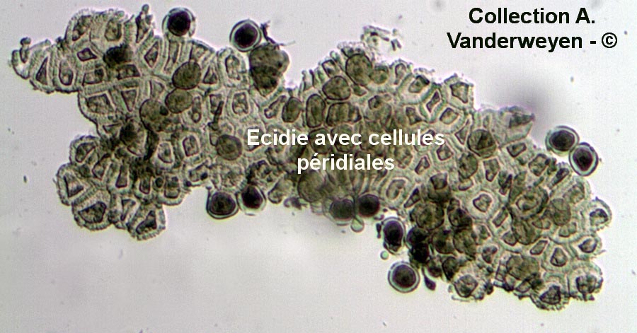 Puccinia recondita