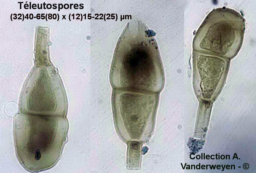 Puccinia recondita