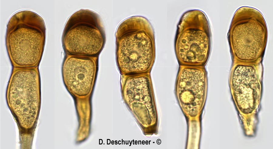Puccinia ribesii-pendulae