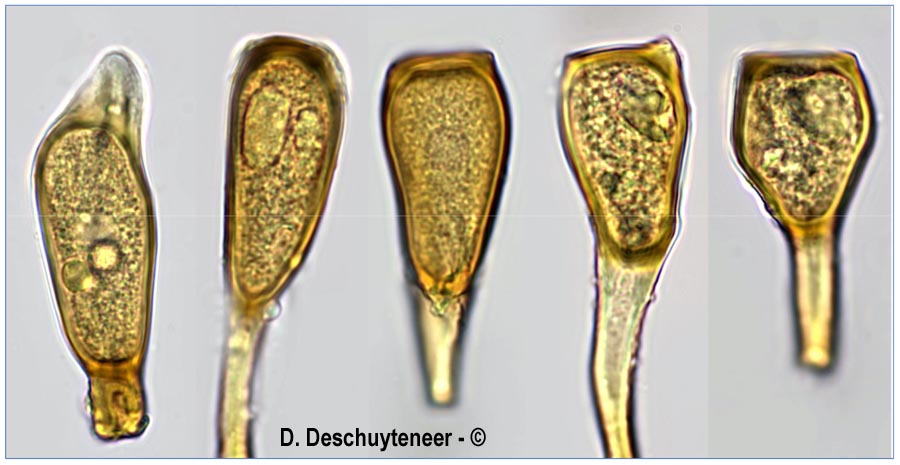 Puccinia ribesii-pendulae