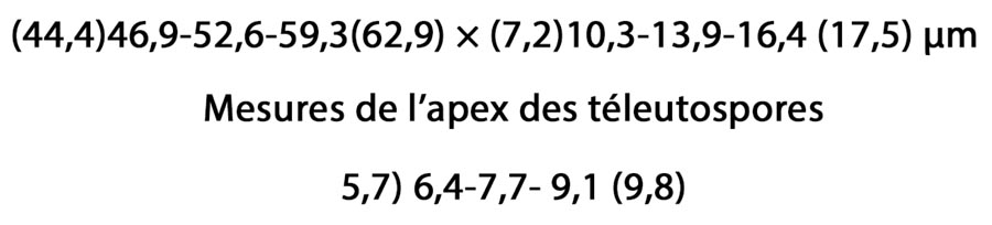 Puccinia ribesii-pendulae