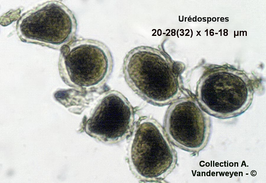 Puccinia recondita