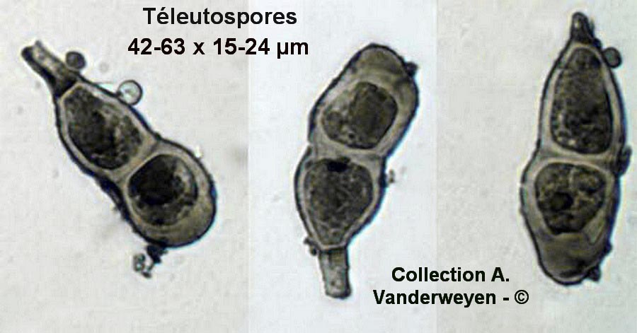 Puccinia recondita