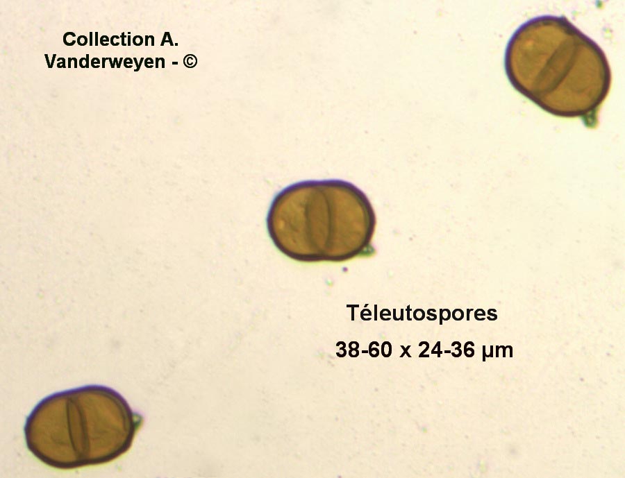 Puccinia schroeteri