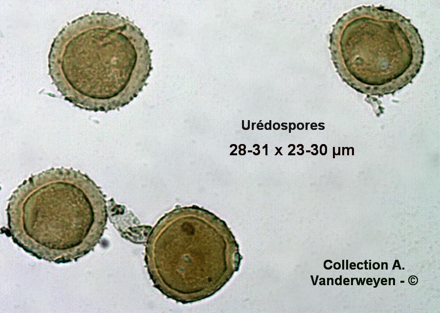 Puccinia scorzoneare