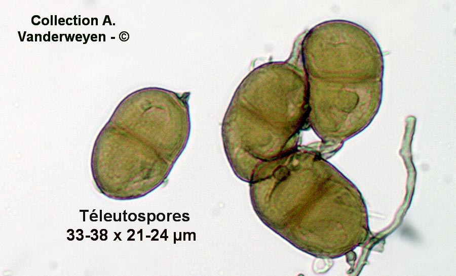 Puccinia scorzoneare