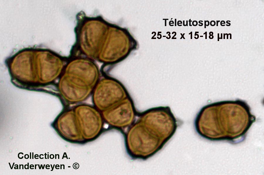 Puccinia senecionis