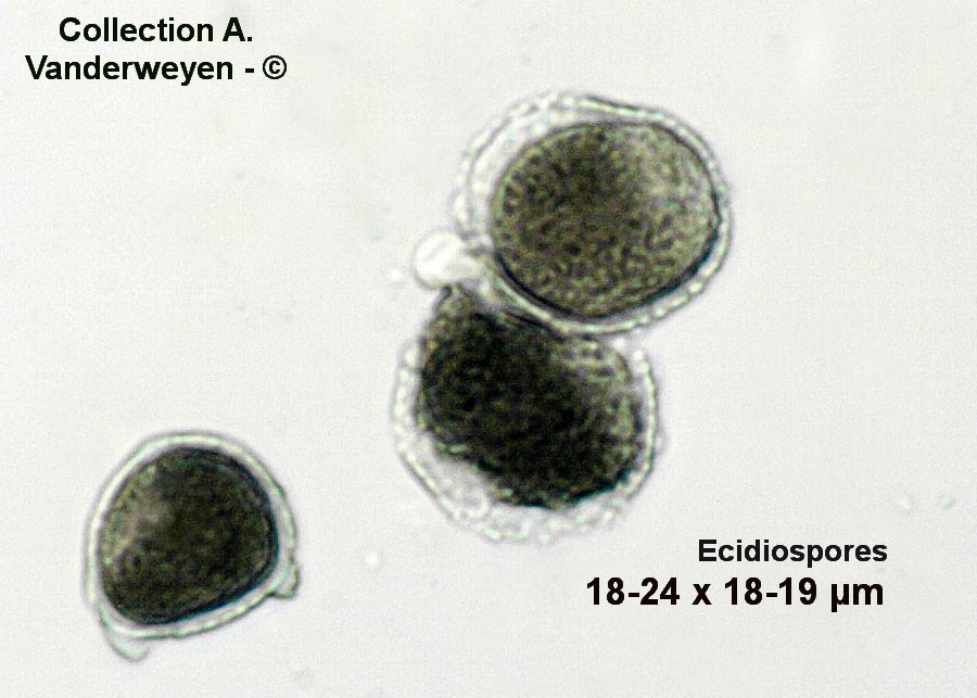 Puccinia sessilis