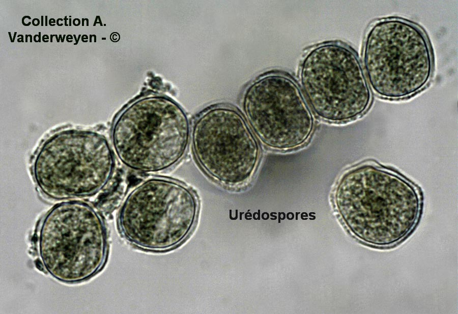 Puccinia sessilis