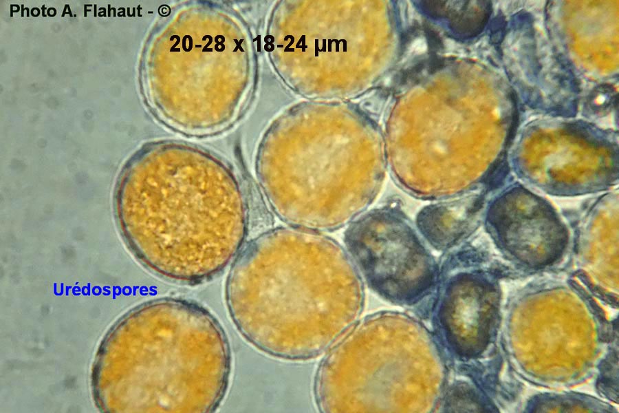 Puccinia sessilis