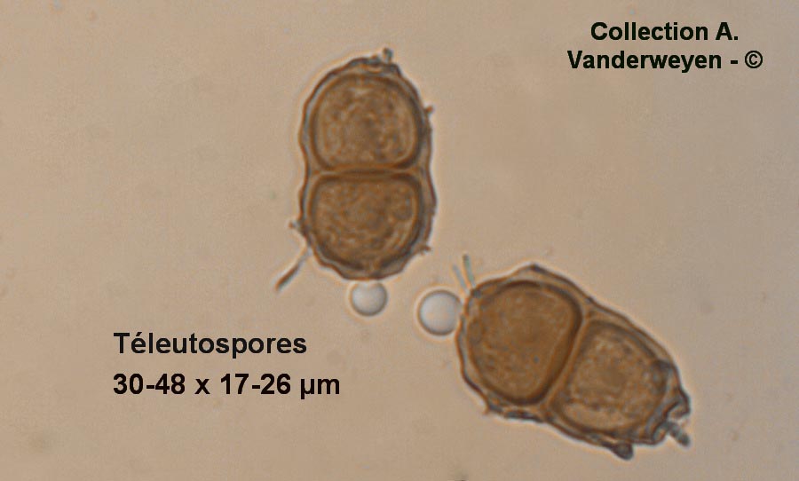 Puccinia smyrnii