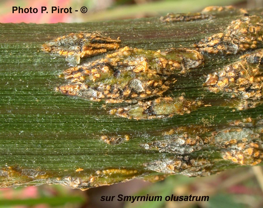 Puccinia smyrnii