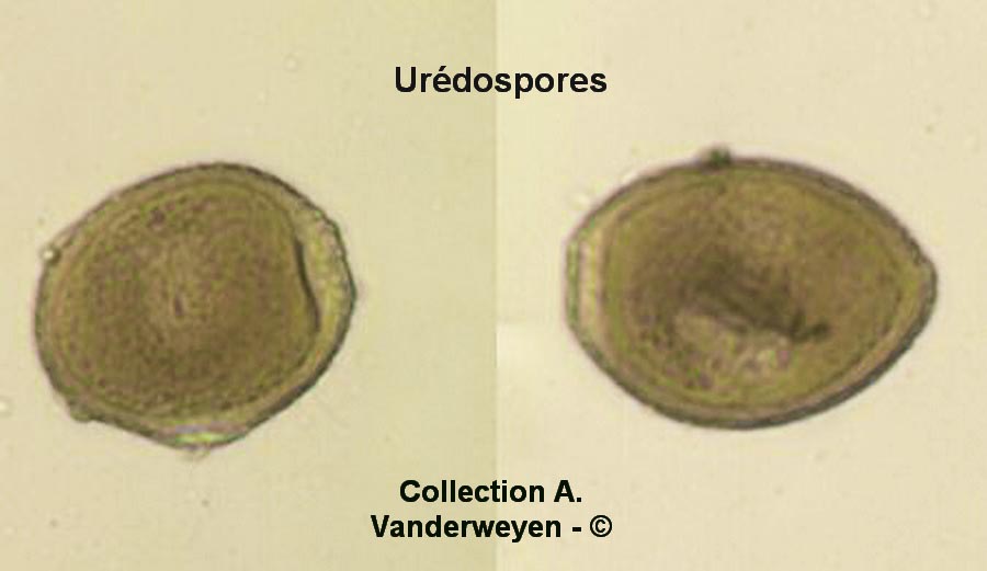 Puccinia sorghi