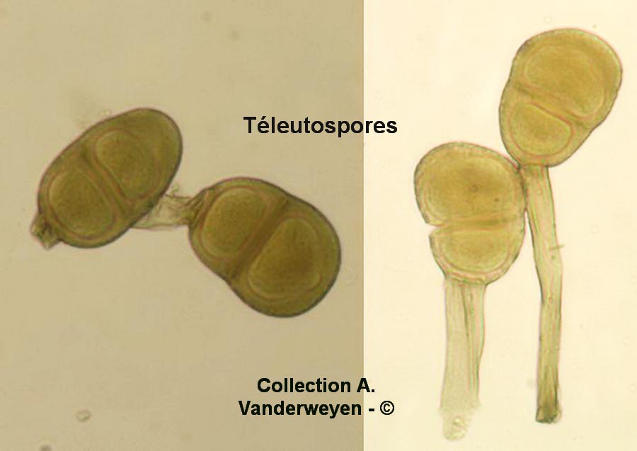 Puccinia sorghi (Puccinia maydis)