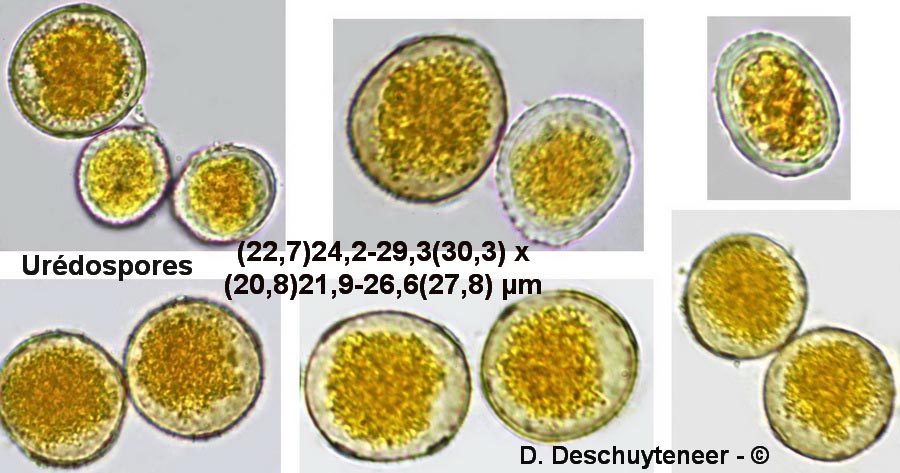 Puccinia striiformis