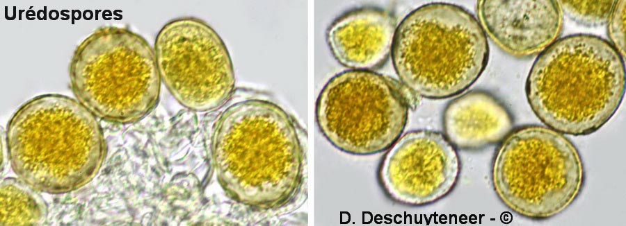Puccinia striiformis