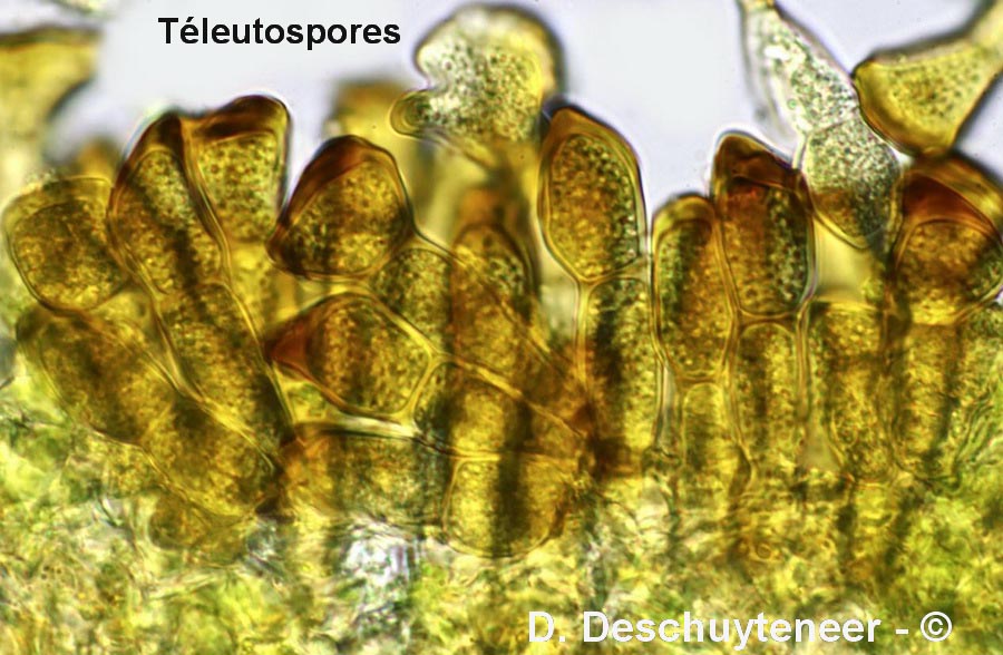 Puccinia striiformis