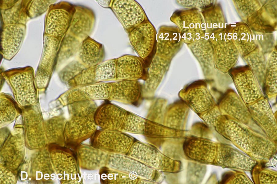 Puccinia striiformis