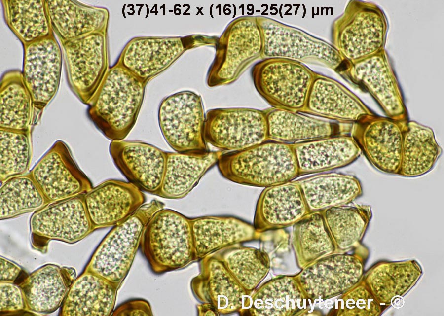 Puccinia striiformis