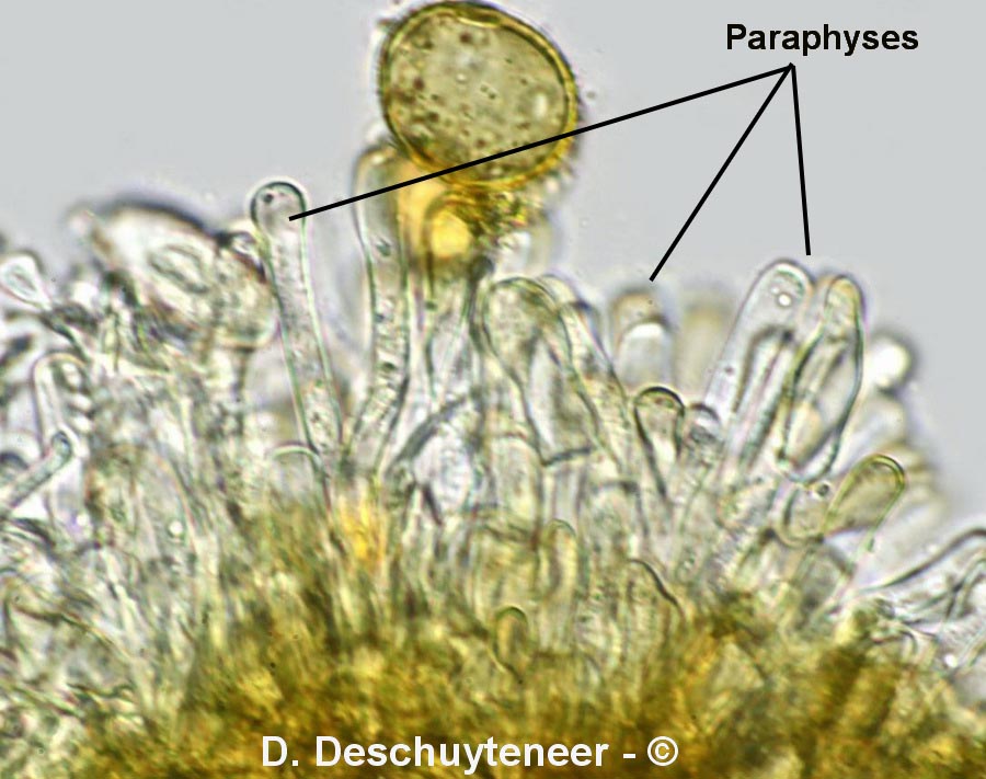 Puccinia striiformis