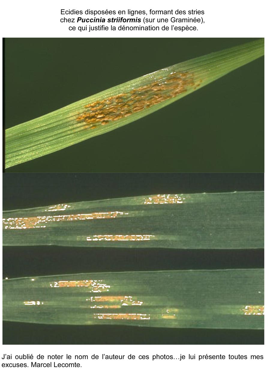 Puccinia striiformis