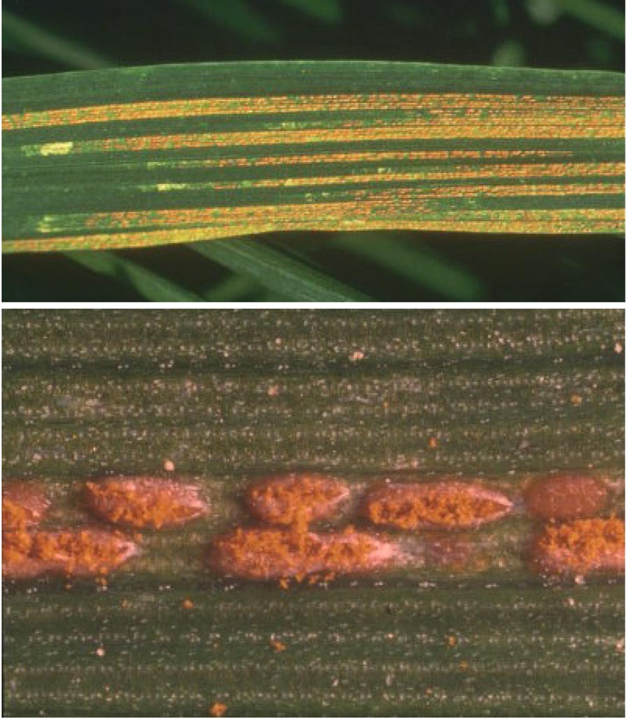 Puccinia striiformis