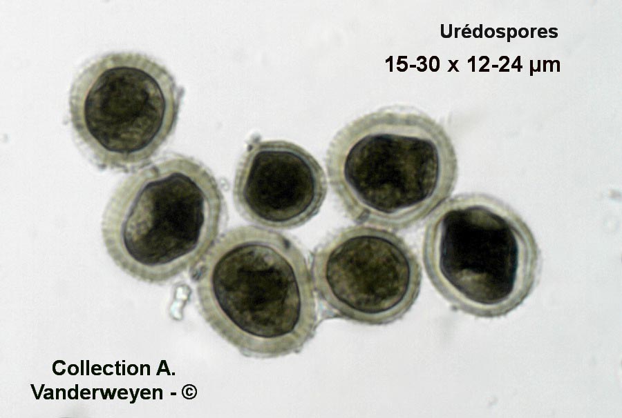 Puccinia striiformis