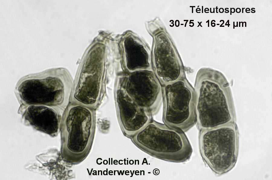 Puccinia striiformis