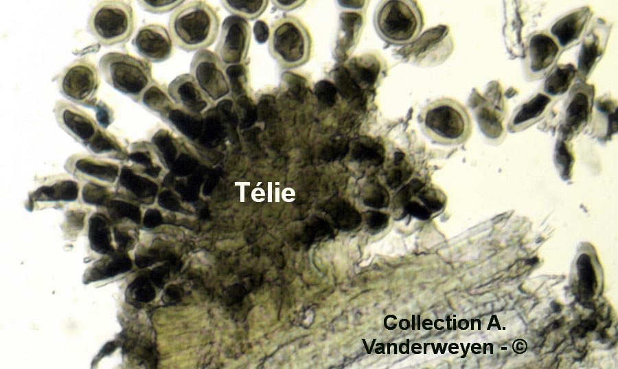 Puccinia striiformis