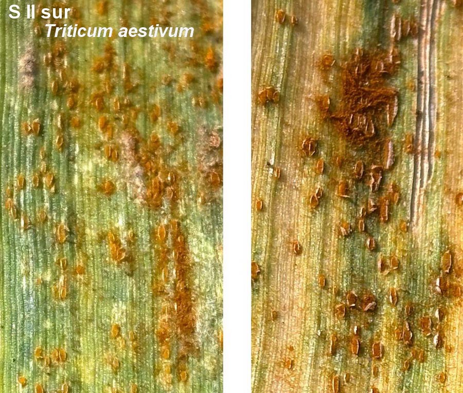 Puccinia striiformis