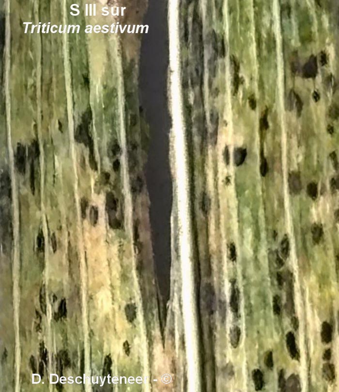 Puccinia striiformis