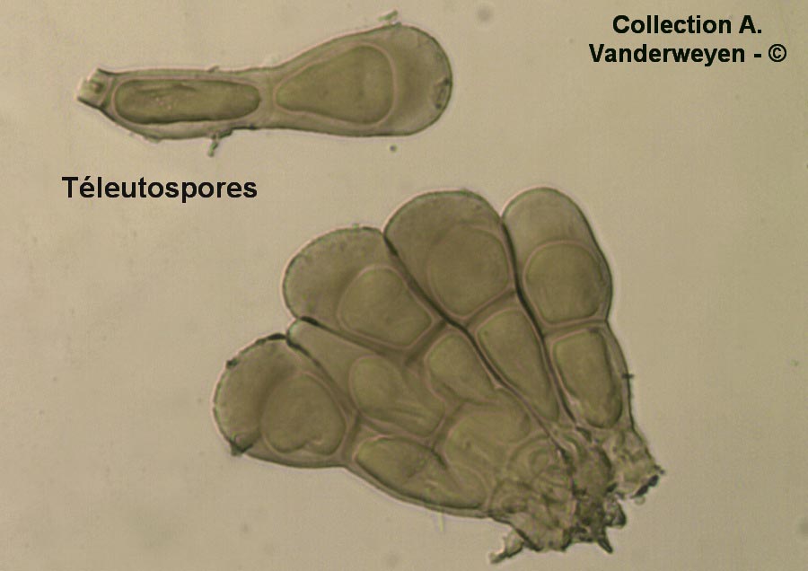 Puccinia caricina