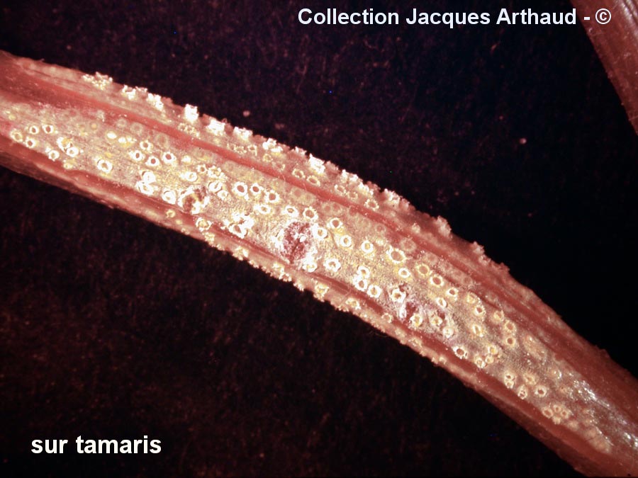 Puccinia tamarica