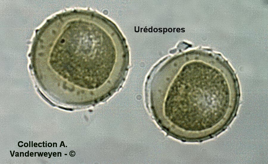 Puccinia tanaceti