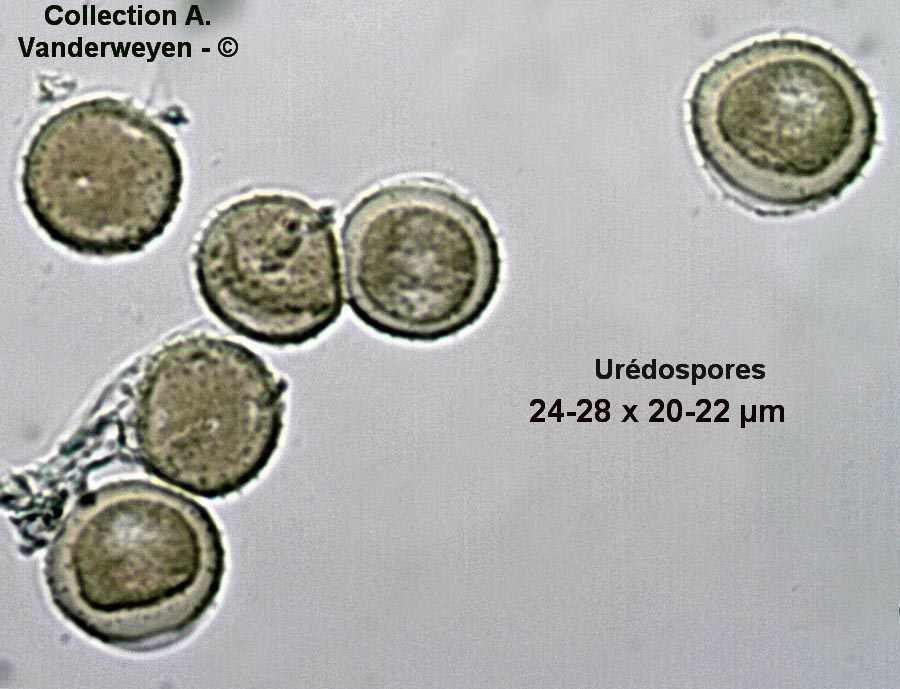 Puccinia tanaceti