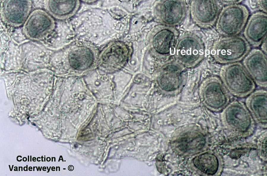 Puccinia tanaceti