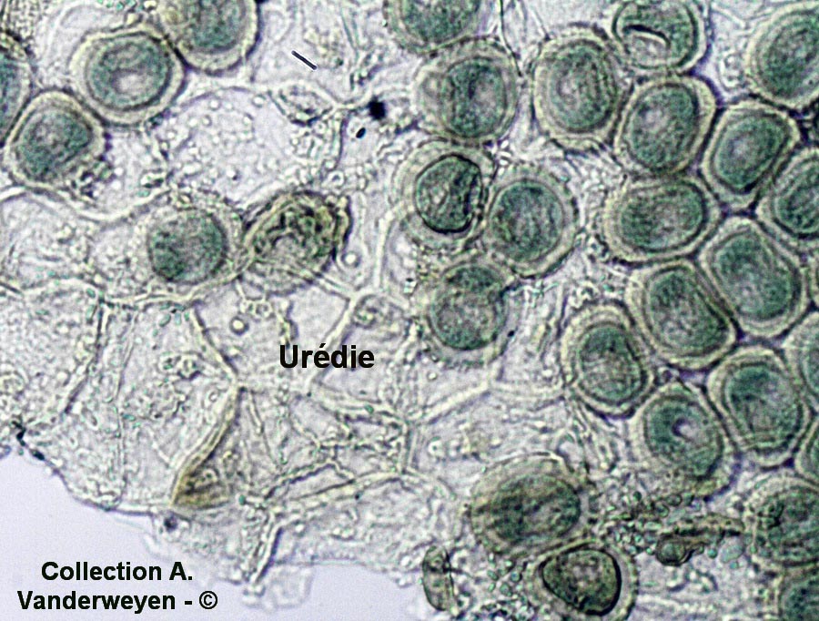 Puccinia tanaceti