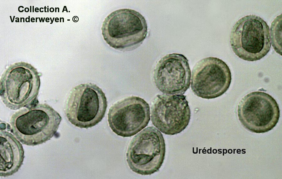 Puccinia tanaceti