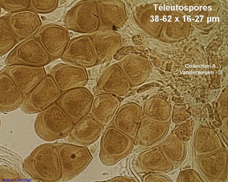 Puccinia tanaceti