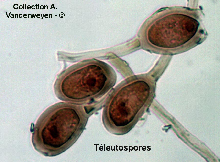 Puccinia tanaceti