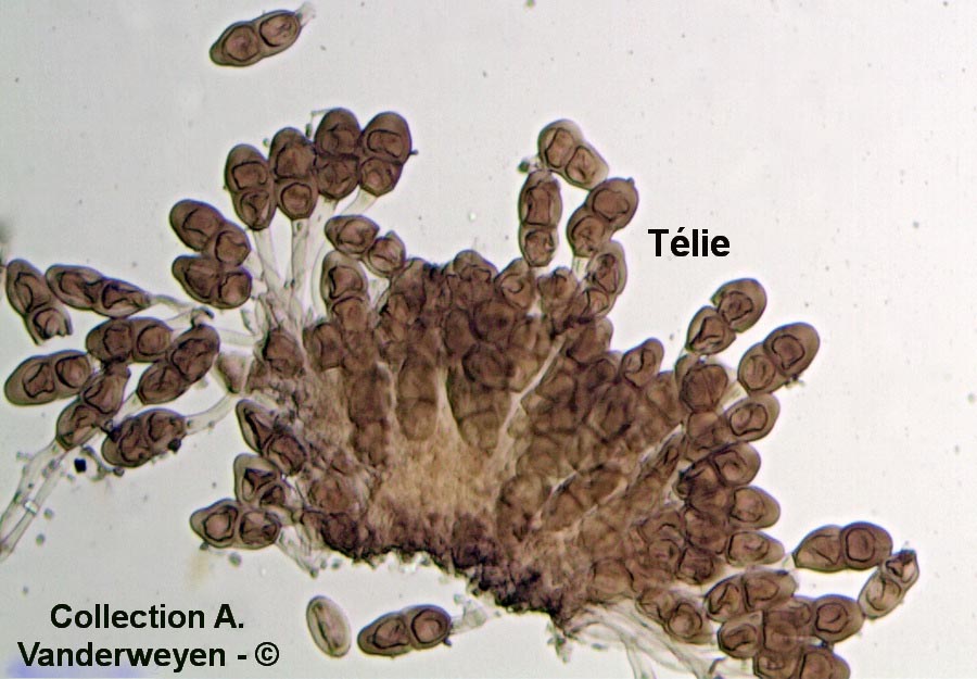 Puccinia tanaceti