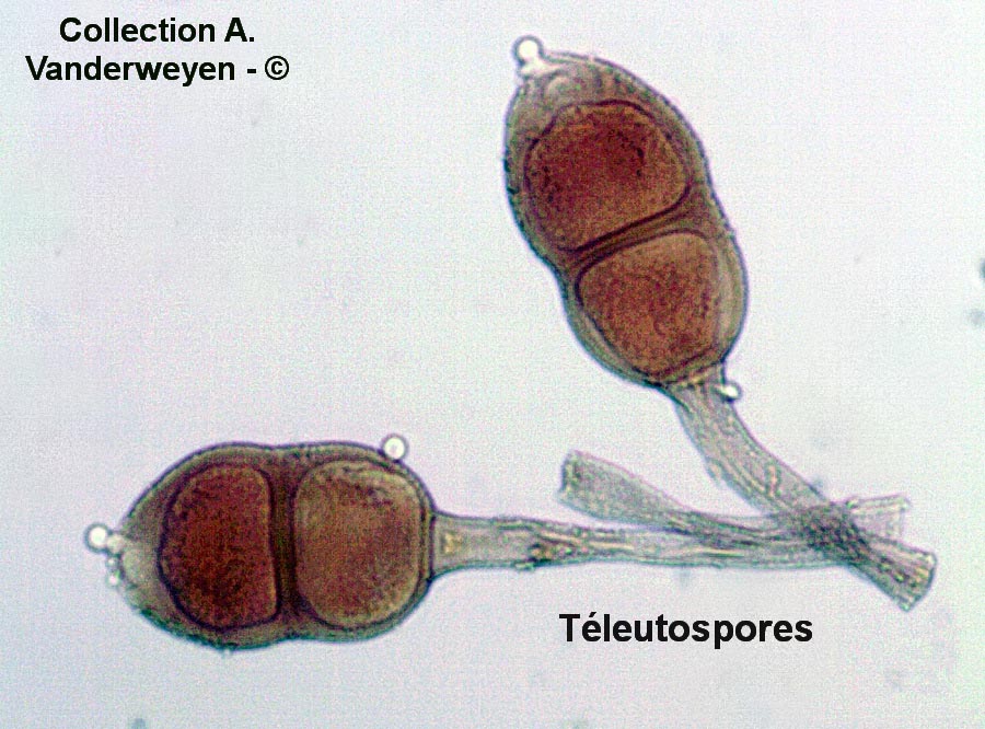 Puccinia tanaceti