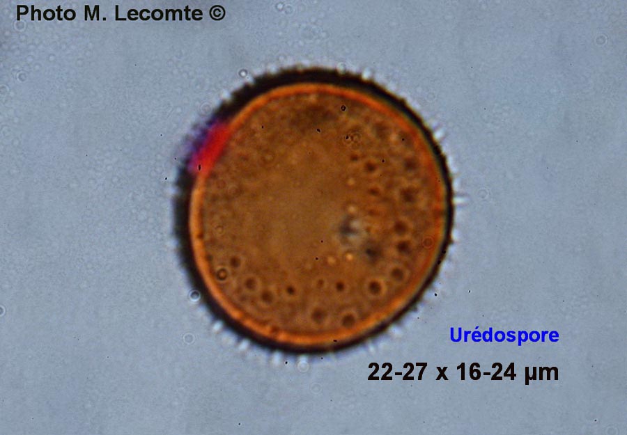 Puccinia taraxaci